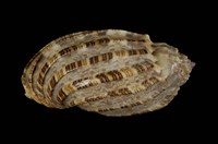 藏品(長楊桃螺)的圖片